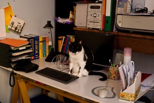 B.Cat